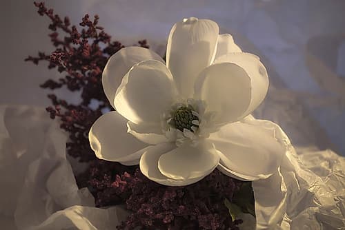 Close-up of flower Art Print by Zandina Muench Beraldo